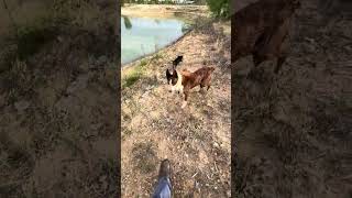 🐕 Taking the Dogs for a Walk Around the Dam – Part 2 🐾✨ [upl. by Acsot]