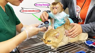 Monkey Lyly took cat Tommy to the hospital for a health check and vaccination [upl. by Hsiekal355]