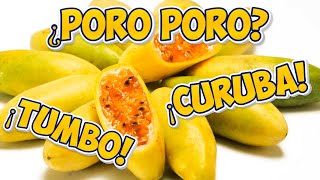 Propiedades y Beneficios del Tumbo Curuba o Poro Poro [upl. by Abagail]