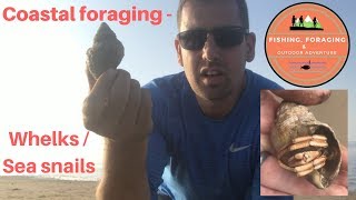 Coastal foraging  Whelks  sea snails [upl. by Ducan]