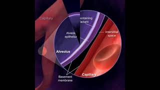 the Respiratory Membrane [upl. by Lenneuq]