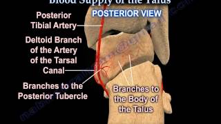 Talus fracture Avascular Necrosis Blood Supply  Everything You Need To Know  Dr Nabil Ebraheim [upl. by Comras]