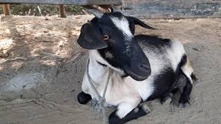 Goat sound 2020 । Best goat sound in the world 2020 [upl. by Ahsenac128]