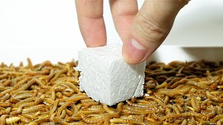 Can mealworms eat PLASTIC Styrofoam [upl. by Hotchkiss]