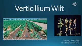 Verticillium Wilt [upl. by Nell75]