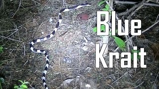 Blue Krait  Malayan Krait  Bungarus candidus  Thailands Deadliest Snake [upl. by Otirecul]