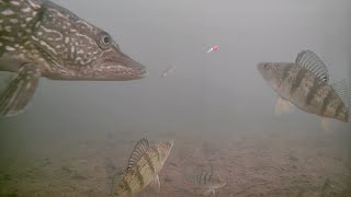 Early Ice Perch Frenzy with Marcum Pursuit HD L [upl. by Alaham116]