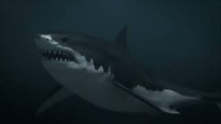 Megalodon VS Sperm Whale And Livyatan Melvillei [upl. by Irme724]