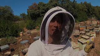 APICULTURE E66 Que sont devenus les essaims dabeilles rescapés  Cest incroyable [upl. by Dnomal]