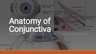 Applied Anatomy of Conjunctiva [upl. by Gilemette]