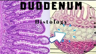 What is Duodenum made up Of Histology and Functions [upl. by Anitroc]