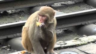 Rhesus Monkey Macaca mulatta in Shimla [upl. by Martinic425]