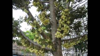 Growing of Durians HD1080p [upl. by Blight140]