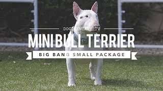 ALL ABOUT MINIATURE BULL TERRIERS CUTE AND POWERFUL [upl. by Eenet939]