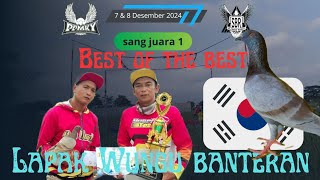 KOREA peraih podium 1 BEST OF THE BEST LAPAK WUNGU BANTERANmerpativiral merpati merpatikolong [upl. by Asilem]