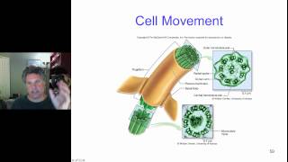 Cinelecture 26  The Cytoskeleton Cell Movement Extracellular Matrices [upl. by Nelo]