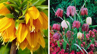 How to Plant Fritillaria Meleagris Spring Garden Guide [upl. by Larok678]