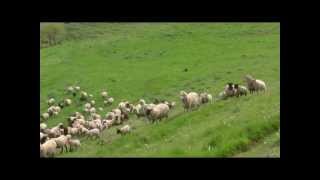 The workingdogs of four Bordercollie of BOYA FARM in Japan [upl. by Nodyarb]