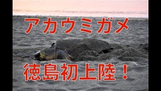 アカウミガメが初上陸・産卵 大浜海岸（徳島県美波町）2020年6月 [upl. by Atenahs90]