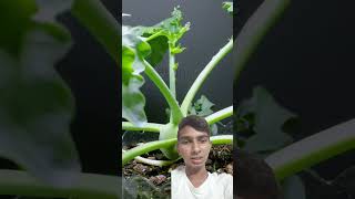 kohlrabi plant time lapse  kohlrabi plant  turnip plant  timeslapse gardening shorts [upl. by Karol893]