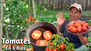 CIENTOS de TOMATERAS en 8 DÍAS  Como Germinar TOMATES del SUPERMERCADO en Casa [upl. by Ardehs]