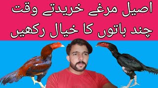 Aseel Murga Kharidte Waqt Chand Baton Ka Khyal Rakhenمرغے خریدتے وقت چند باتوں کا خیال رکھیں [upl. by Novahs]