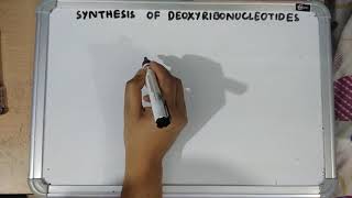 Synthesis of deoxyribonucleotides [upl. by Ecniuq118]