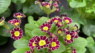 Beautiful hellebores rare primulas violas pansies narcissus primrose gardentours Nursery Tour [upl. by Nivat635]