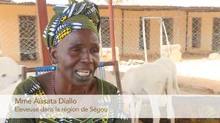 Aïssata Diallo – Un projet d’élevage réussi  Swisscontact [upl. by Nahtanoj]