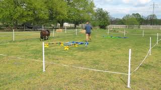 Cavaletti in der Dressur angewendet  Schritt Trab Galopp amp Doppellonge [upl. by Eidoc]