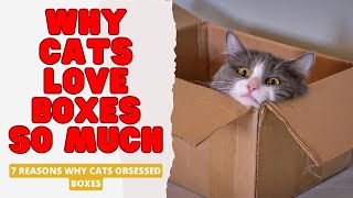 Why Cats Love Boxes so Much  7 Reasons Why Cats Obsessed with Boxes [upl. by Oliana]