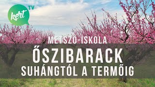 Őszibarackfa metszése csemetétől termő fáig Kosztka Ernővel  kert TV metszőiskola [upl. by Christoforo]