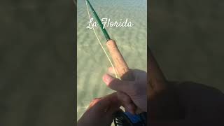 La Florida invites you flyfishing redfish 30a pesopluma carnales vamos [upl. by Aidni]