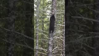 This Is How Fast a Fleeing Black Bear Can Climb Up a Tree [upl. by Dubois]