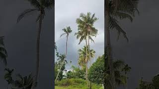 kerala❤️nature naturelovers kerala shorts short trending youtubeshorts naturephotography [upl. by Aenad]