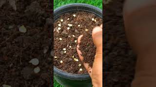 How to grow Chillies from seeds easily at home [upl. by Verbenia]