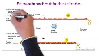 Sistema somatosensorial  Fibras aferentes [upl. by Luzader]