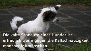 Die schönesten Hundesprüche [upl. by Nabalas]