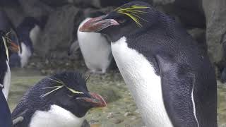 マカロニペンギンとイワトビペンギン 仙台うみの杜水族館 2018年1月20日 [upl. by Bergquist]