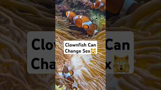 Clownfish Can Change S€x Heres Why shorts [upl. by Richards]