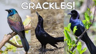 All About Grackles [upl. by Melentha672]