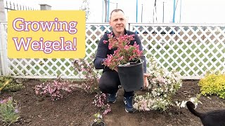 How to grow and care for Weigela bushes [upl. by Rae523]