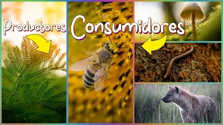 Productores y Consumidores Herbívoros Carnívoros Omnívoros y Descomponedores [upl. by Irfan]