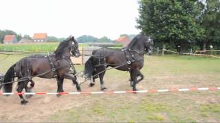 Paarden mennen op Waeyenberg [upl. by Christian]