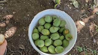 Walnut Harvesting and Practical Walnut Peeling Machine [upl. by Eignat]