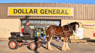 Oliver Goes To Dollar General  Rescued Clydesdales First Time In Town [upl. by Taam]