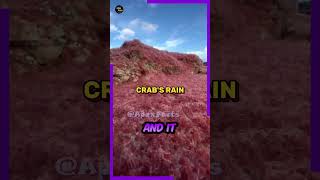 The Danger Island Exploring the Astonishing Christmas Island Crab Invasion shorts [upl. by Christoper]