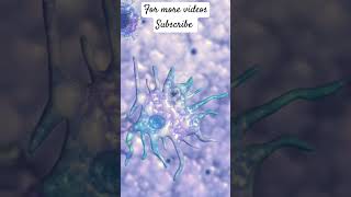 Dendritic cell 3D animation microbiology youtubeshortsvideo viral science biology [upl. by Odnama]