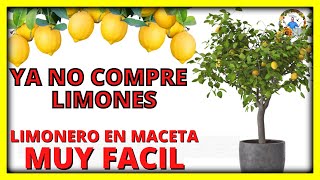 COMO PLANTAR o sembrar UN LIMONERO EN MACETA y QUE DE MUCHOS FRUTOS  Gio de la Rosa [upl. by Enilhtak780]