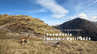 Pippins Adventures Snowdonia March  April 2024 [upl. by Nitsirhc]